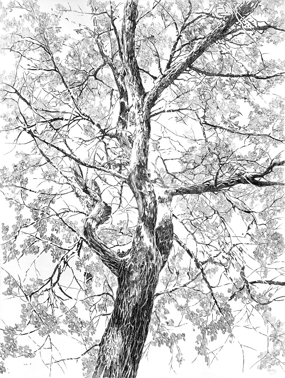 pinus · 캔버스에 잉크 · 116.8x91.0cm · 2022 · 황선영 · Hwang Seonyoung · (이미지출처 = 갤러리 봄) · (source = Gallerybom)