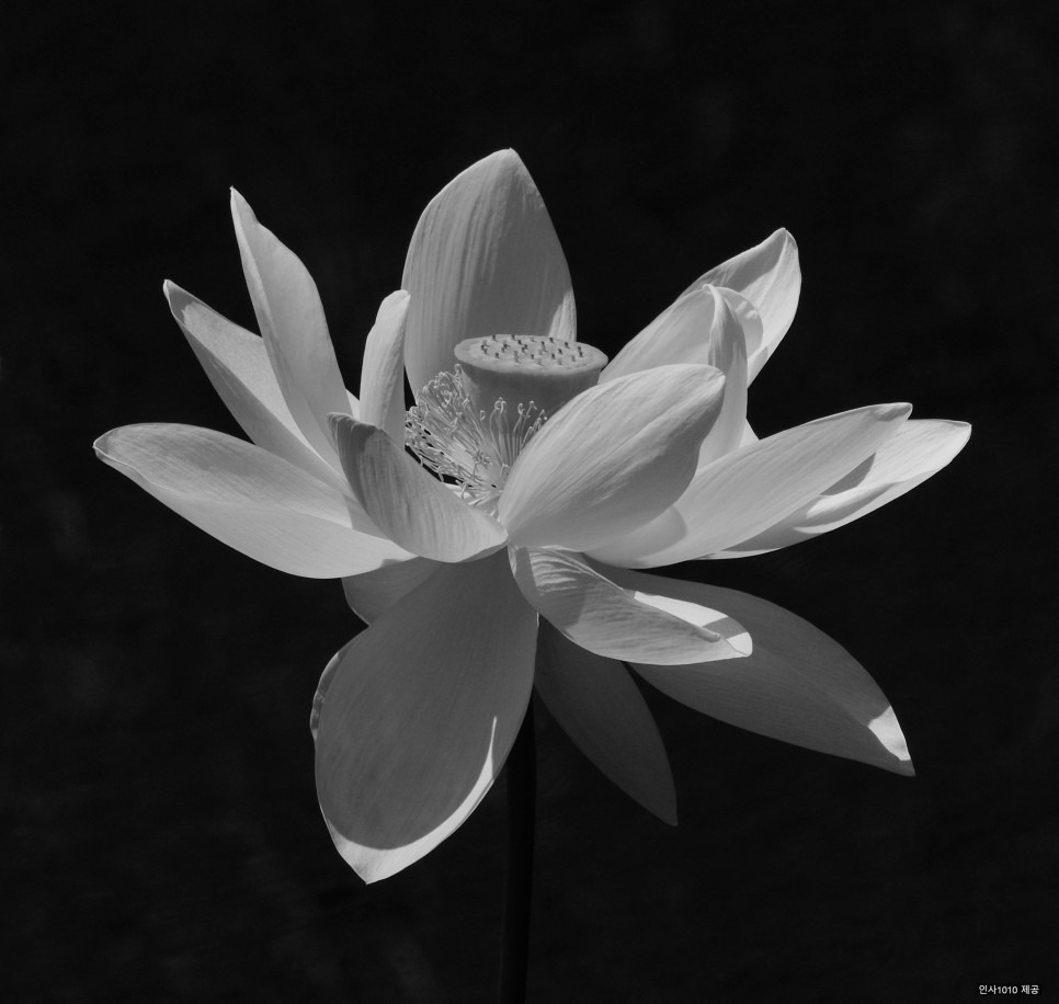 04 Lotus and Damselfly 801 · 04 Lotus and Damselfly 801 · 김인태 · Kim Intae · (이미지 출처 = 갤러리인사1010) · (Source = Insa1010 Gallery)