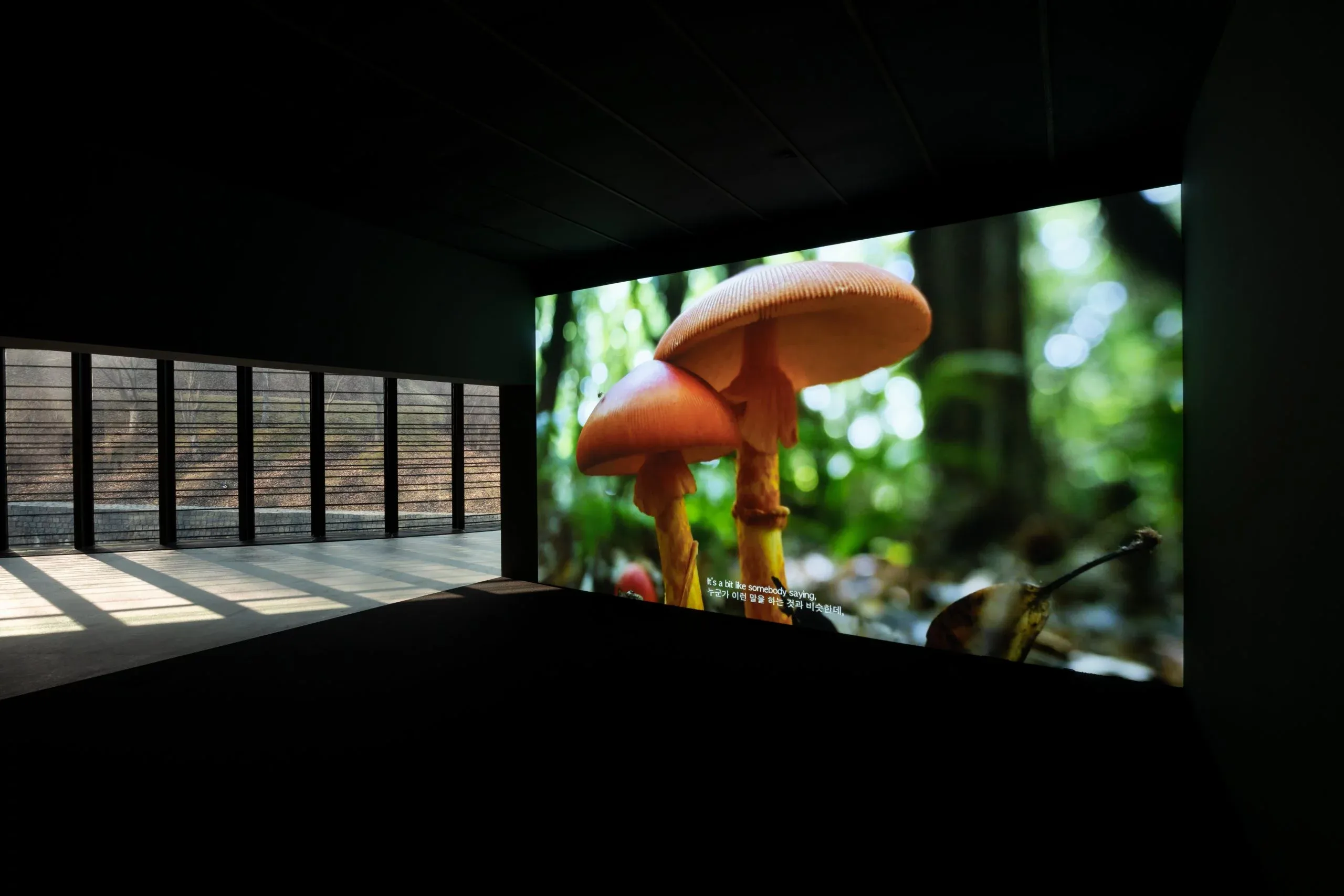 버섯의 건축 · 4K 단채널 비디오, 컬러, 유성 · 15분 18초 · 2019 · 박선민 · (이미지출처 = 백남준아트센터) · (Source = NAM JUNE PAIK ART CENTER)