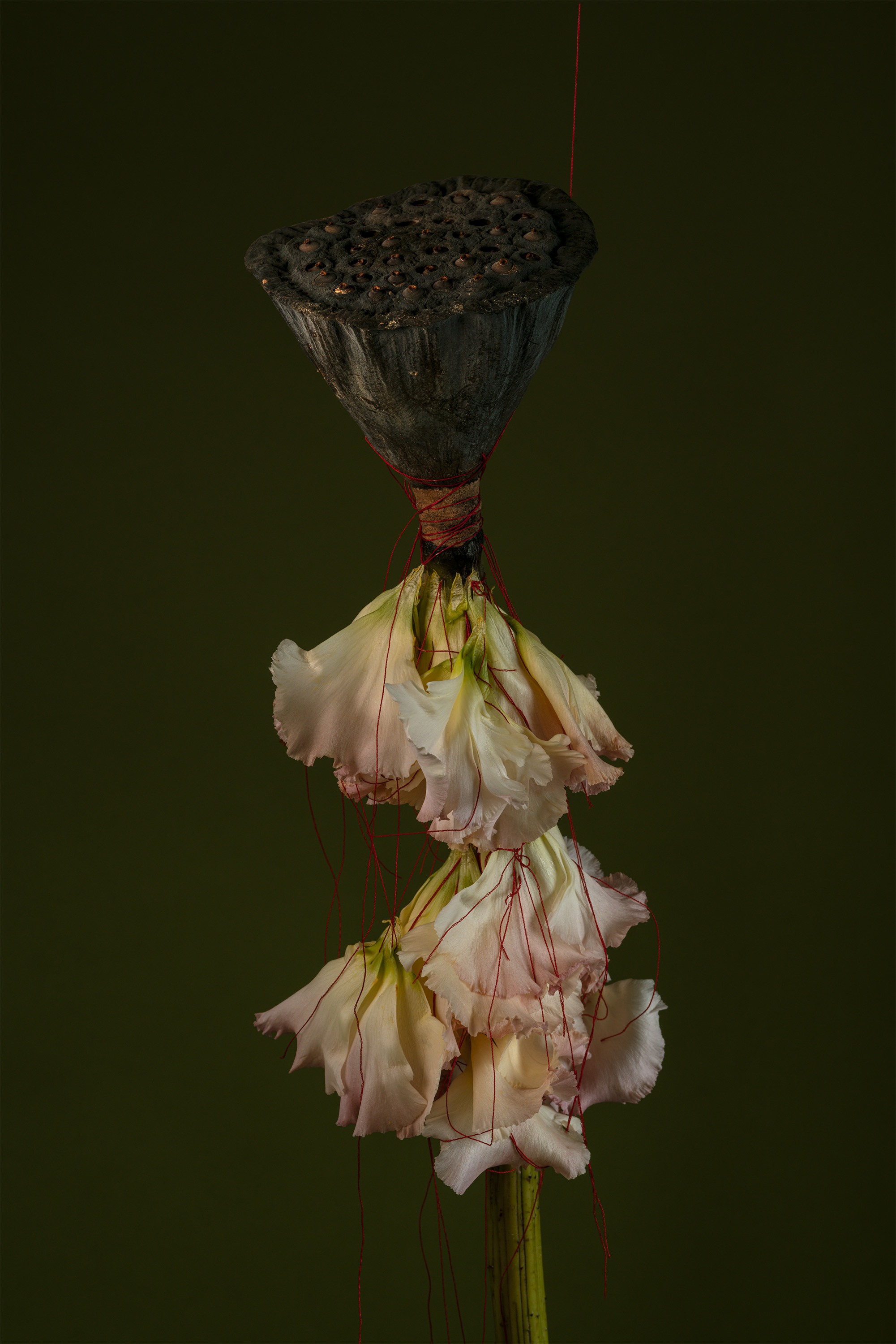 Chimera #9 · pigment print · 150x100cm · 2022 · Chimera #9 · pigment print · 양준식 · Yang joonchic · (이미지 출처 = 작가 제공) · (Source = Yang joonchic)