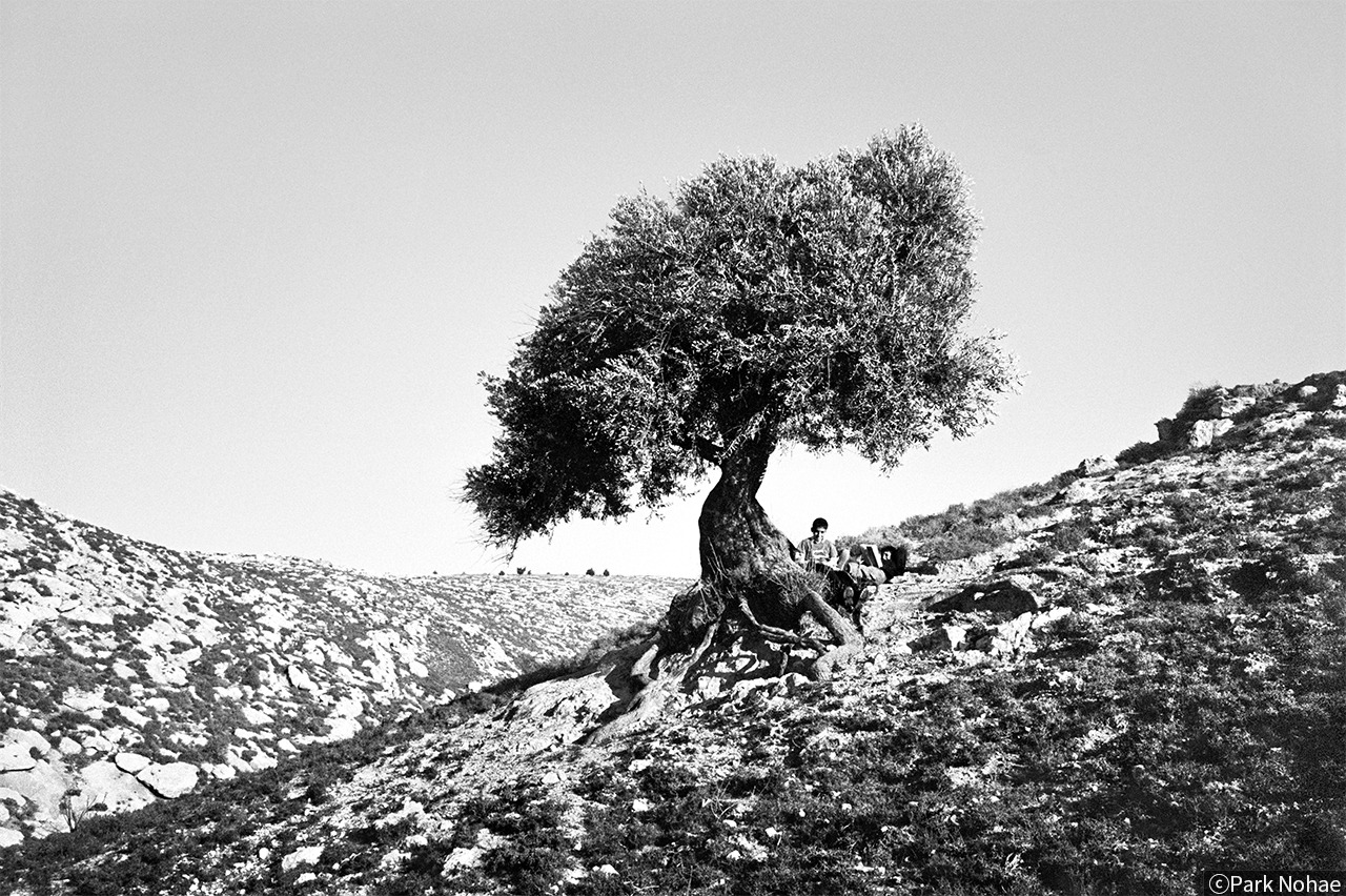 올리브나무 아래 · Hebron, Palestine, 2008 · 박노해 · Park Nohae · (이미지 제공 = 라 카페 갤러리) · (Source =  Ra cafe Gallery)