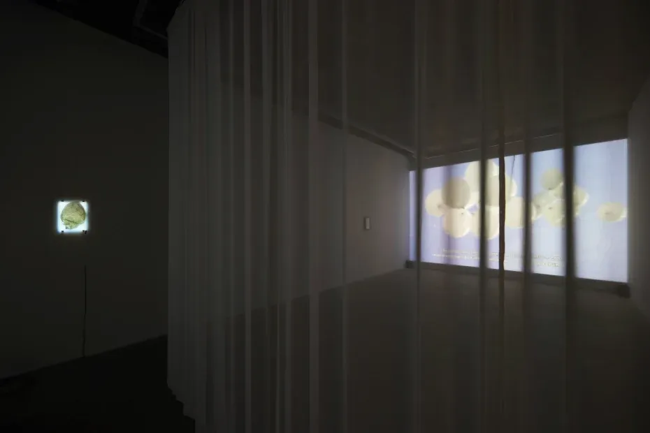 전시전경 · Exhibition view · (이미지 출처 = 갤러리2) · (Image Source = gallery2)