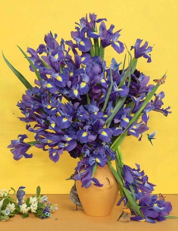 Blue irises were actually purple · pigment print · 91x70cm · 2025 · 김시종