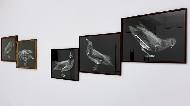 죽은 고기를 먹는-사이버드 · <대체자>연작  X-ray 촬영 후 디지털 피그먼트 프린트,수집한 액자 · 가변크기 · 2021 · 여윤혜 · 사진 김신욱