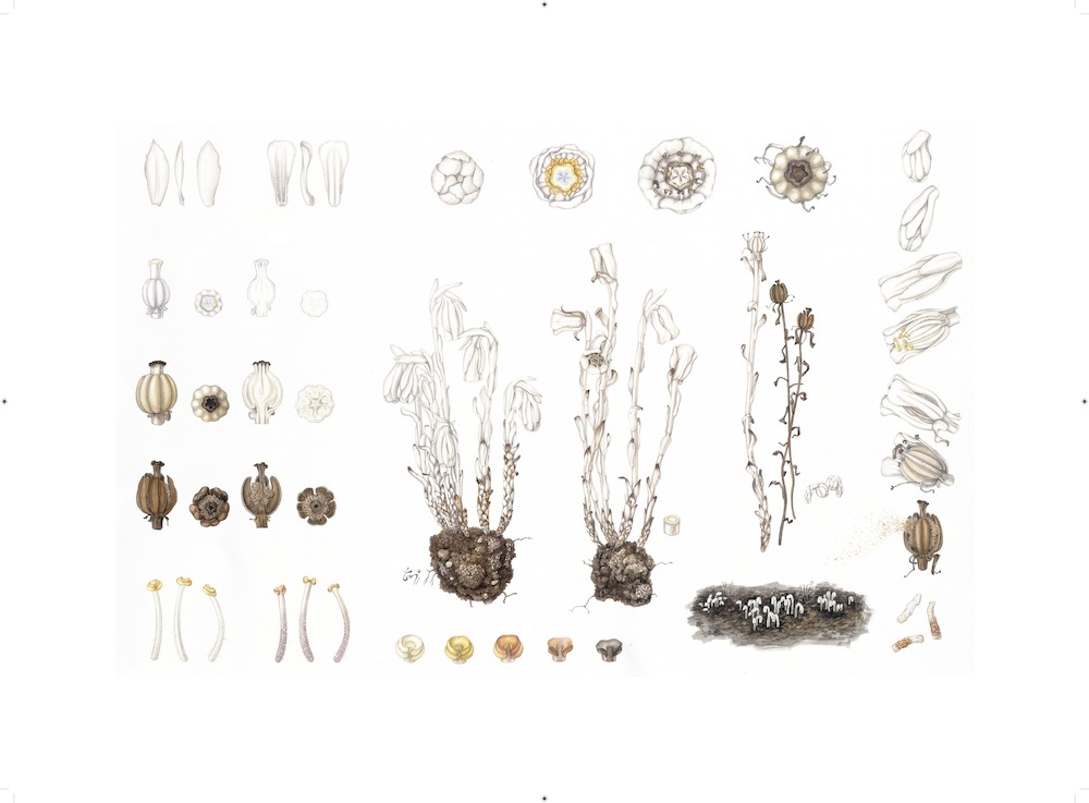 전시전경 · Exhibition view · 신혜우,수정난풀, 2014, 종이에 수채, 53×37cm. Ⓒ신혜우