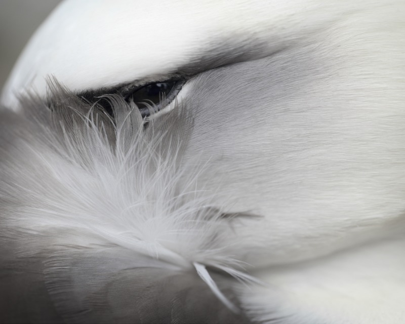알바트로스의 꿈 · CF13089 Archival Pigment Print_PLEXIGLAS. XT (UV100) · 56x67cm · 2012 · Albatross’s Dream · CF13089 Archival Pigment Print_PLEXIGLAS. XT (UV100)