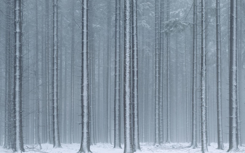 슈마바 숲 · Archival Pigment Print · 140x233cm · 2018 · Sumava · Archival Pigment Print