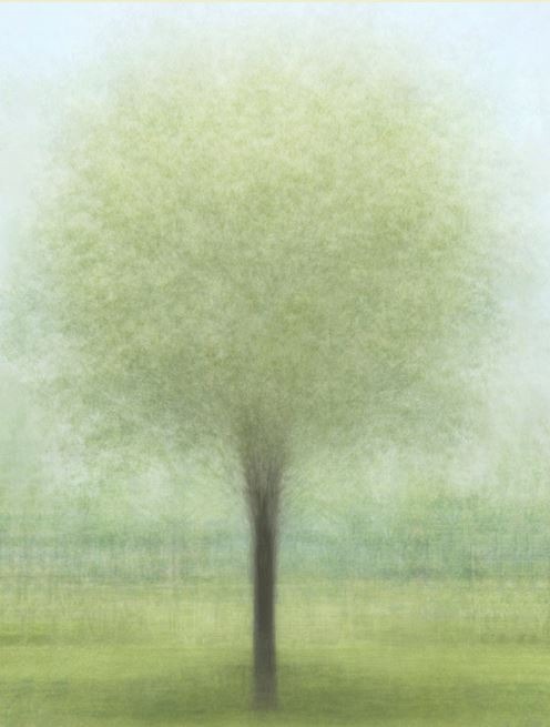 잠실 한강공원 이팝나무 봄 · 코튼지에 피그먼트 프린트 · 120×90cm · 2019