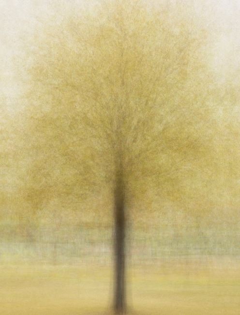 잠원고수부지느릅나무 가을 · 코튼지에 피그먼트 프린트 · 120×90cm · 2015
