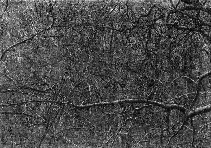Voice 15 · Archival Pigment Print (Inkjet print) · 108.5 x 153 cm (paper size) · 2019 (Ed. 1/7 + 3AP) · Voice 15 · Archival Pigment Print (Inkjet print)