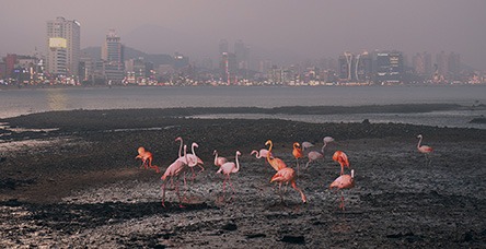 pink group · digital print · 59.7x116.8cm · 2016 · pink group · digital print