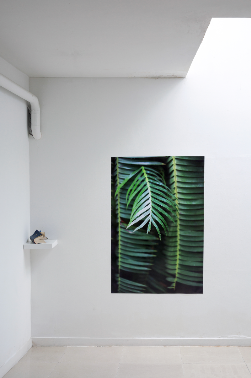 Natural Nature #1 · Archival print, Korean dictionary, Korean-English dictionary,photography · photography : 150x100cm, object:18x16x9cm · 2018 · 장유정 · Archival print, Korean dictionary, Korean-English dictionary,photography