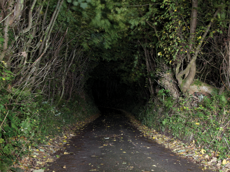 Forest Road · Archival Pigment Print · 100 x 133 cm · 2013