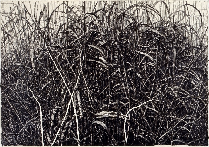 억새 7 · 종이에 먹, 목탄, · 215x150cm · 2006