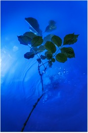 The Blue Notebooks II: 공명의 기술 · 아카이벌 피그먼트 프린트, 사운드, 리소 프린트, 글 · 60x89cm, 3분, 가변설치 · 2021 (출처= 국립아시아문화전당)