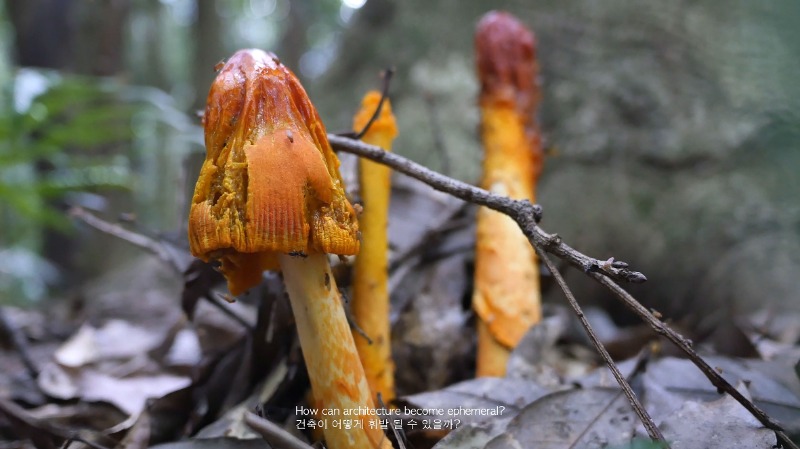 Sunmin Park, Architecture of Mushroom (Still image) · Single-channel video, Color sound · 15'18" · 2019 (이미지 제공 = 원앤제이 갤러리) · Sunmin Park, Architecture of Mushroom (Still image) · Single-channel video, Color sound