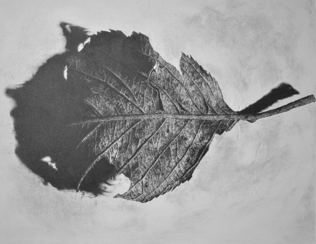 잎-새 · 연필 · 90.9 x 72.7cm · 2021 (출처= 공갤러리)