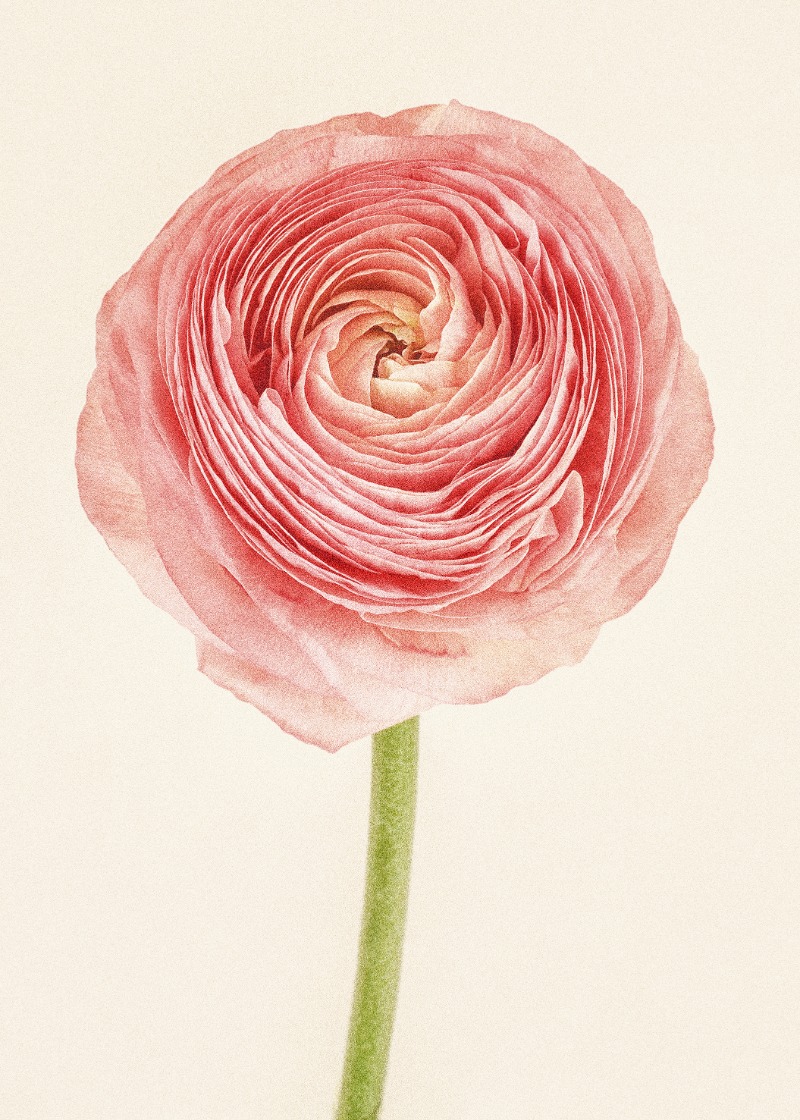Flower Portraits #31 · 판화지에 검프린트 · 70×50cm · 2021 (출처= 유나이티드 갤러리) · Flower Portraits #31