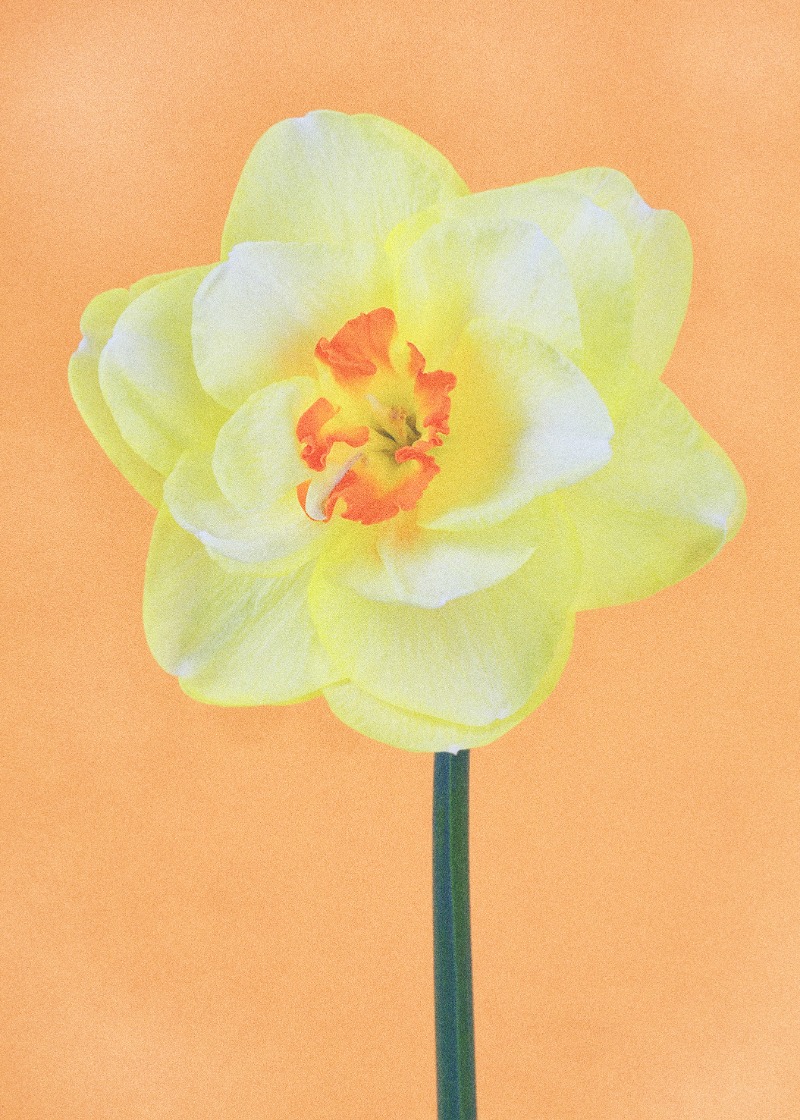 Flower Portraits #37 · 판화지에 검프린트 · 70×50cm · 2021 (출처= 유나이티드 갤러리) · Flower Portraits #37