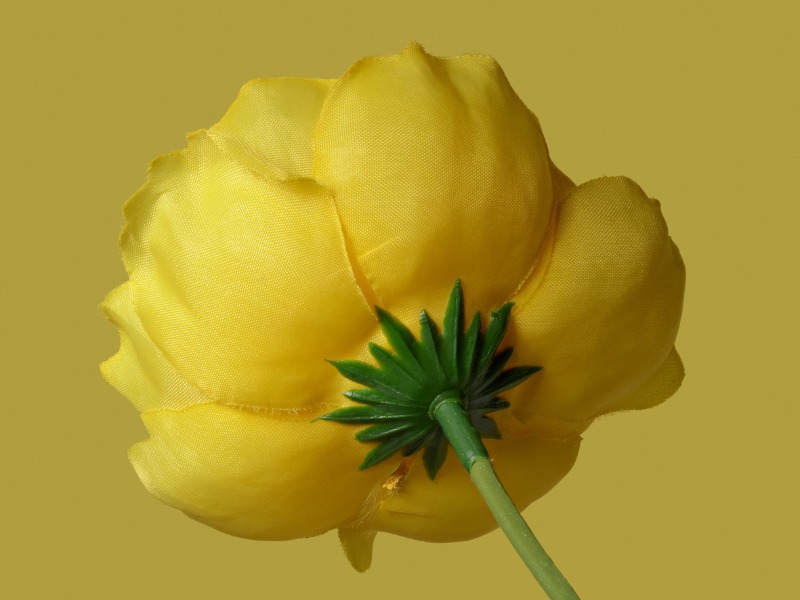 Bumping Surfaces – Poppy A · 아카이벌 피그먼트 프린트 · 200 x 150 cm · 2021 (이미지 제공 = 두산갤러리) · Bumping Surfaces – Poppy A · Archival Pigment Print